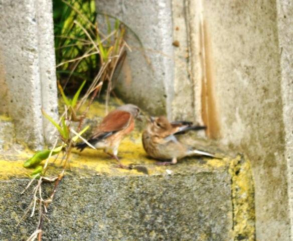 Dame de comer papá...