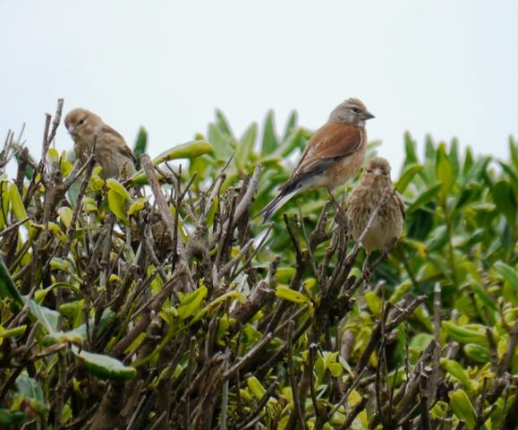 Dame de comer papá...