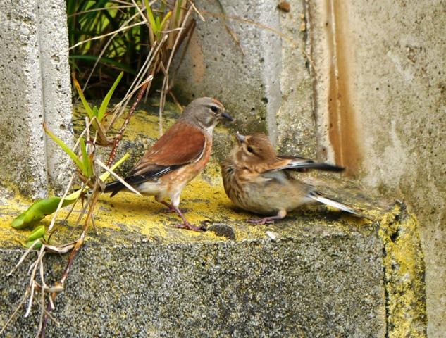 Dame de comer papá...
