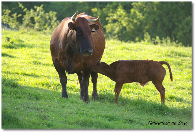 Nuestro nuevo vecino...