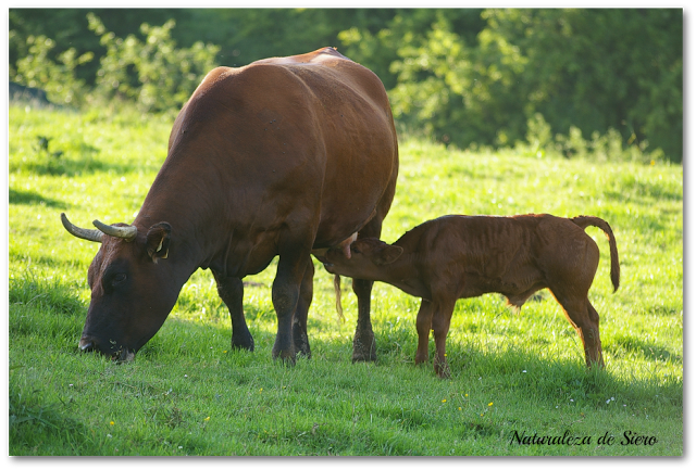 Nuestro nuevo vecino...