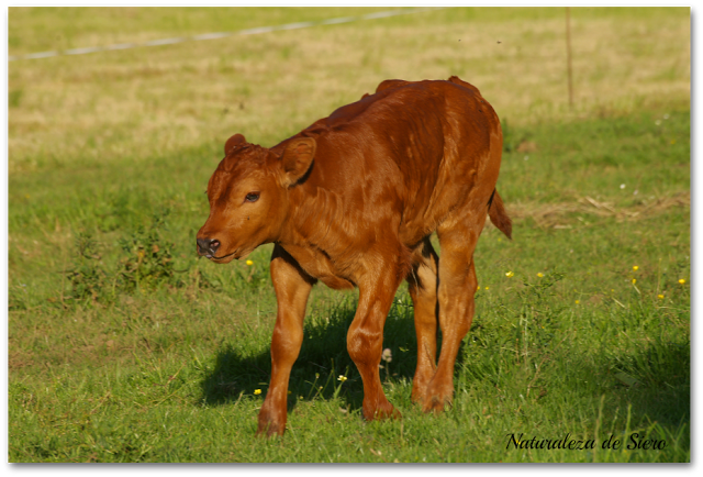 Nuestro nuevo vecino...