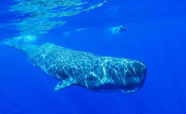 cachalote sumergido