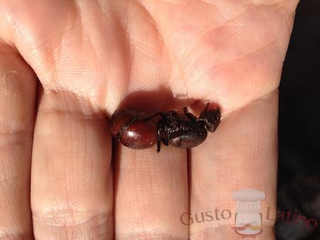 Hormiga culona para comer