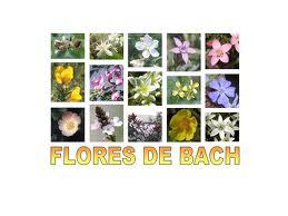 ¿Qué son las Flores de Bach?