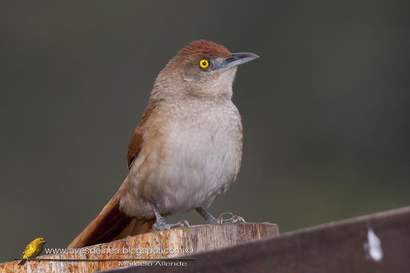 Espinero grande (Greater thornbird)