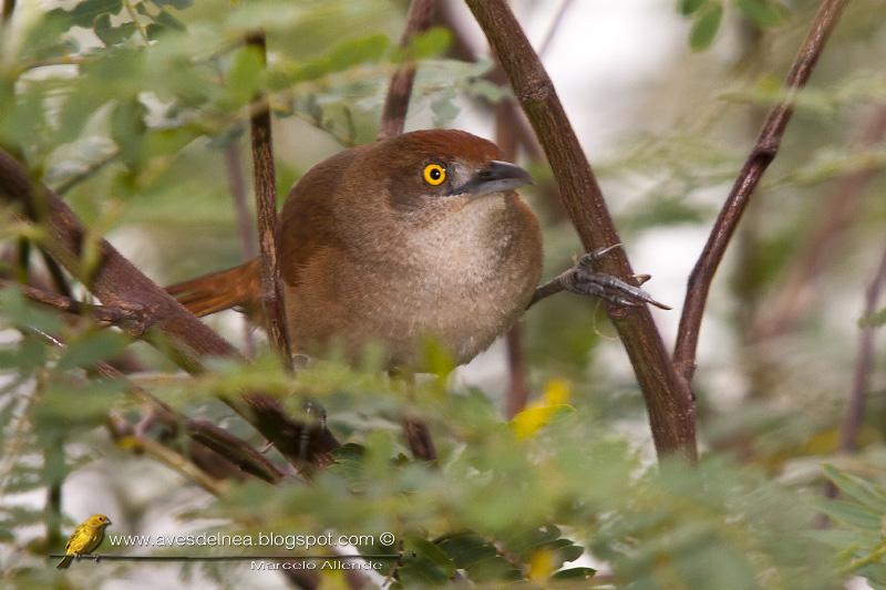 Espinero grande (Greater thornbird)