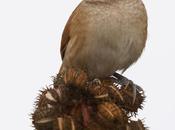 Espinero grande (Greater thornbird)