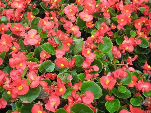 begonia-flores-de-verano-para-macetas