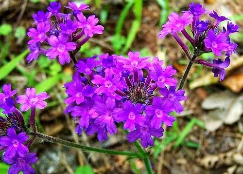 verbena-flores-de-verano-para-macetas