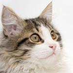 cómo dar medicamentos al gato