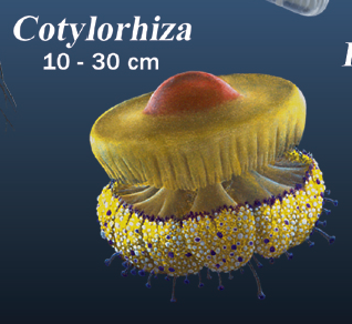 Figura 3: Rhopilema sp. Tomada del informe FAO.