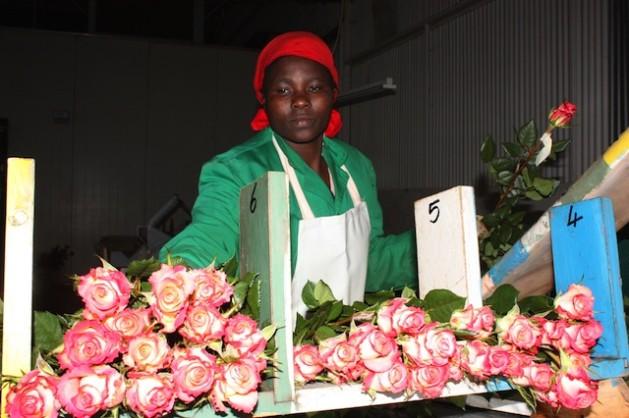 Más espinas que rosas para floricultoras de Kenia
