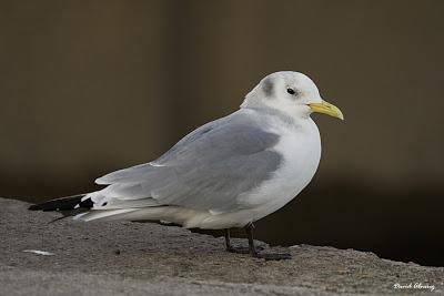 Las últimas gaviotas tridáctilas de la Península Ibérica