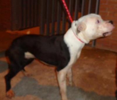 Ayuda urgente para Athor‏, injustamente a acabado en la perrera.