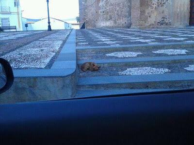 PERRITO MINI ABANDONADO EN UN PUEBLO DE EXTREMADURA. URGENTE ACOGIDA.