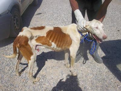 HUMBERTO, PODENCO ENCONTRADO EN AVANZADO ESTADO DE DESNUTRICIÓN.