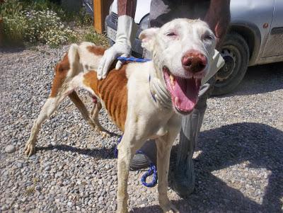 HUMBERTO, PODENCO ENCONTRADO EN AVANZADO ESTADO DE DESNUTRICIÓN.