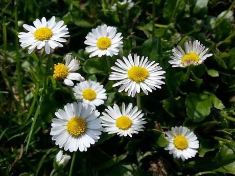 Androidografia Barakaldo 1372