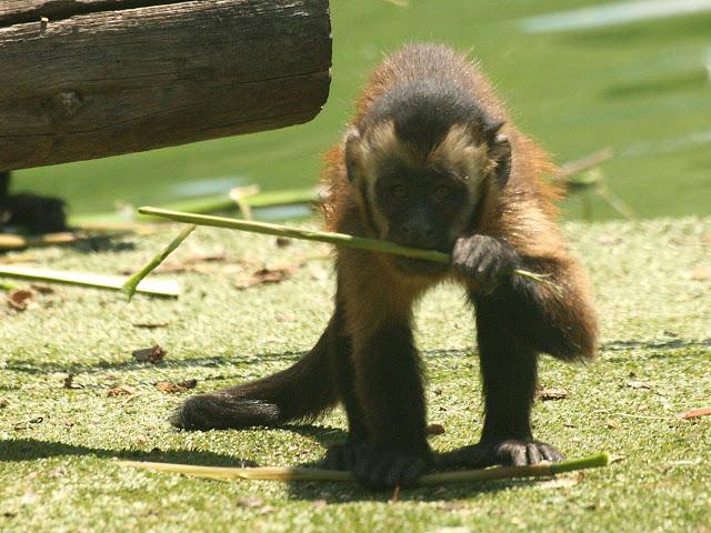 ¿Quién es quién? Versión mono capuchino.