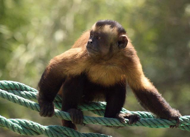 ¿Quién es quién? Versión mono capuchino.