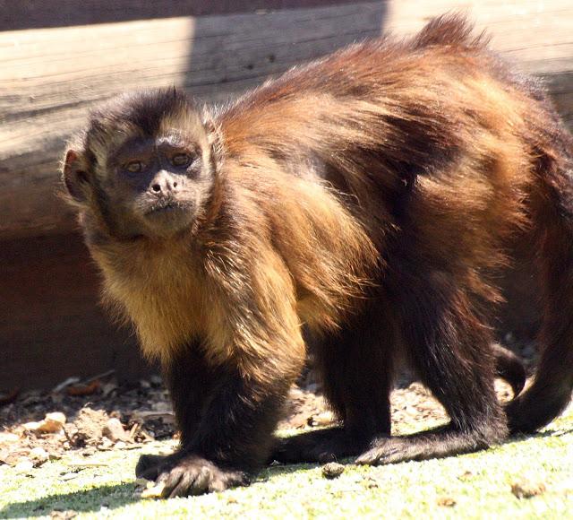 ¿Quién es quién? Versión mono capuchino.