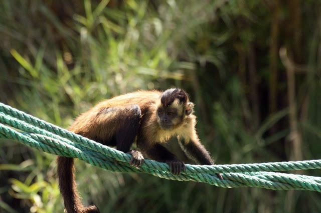 ¿Quién es quién? Versión mono capuchino.