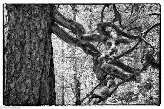 Dehesa de Villanueva