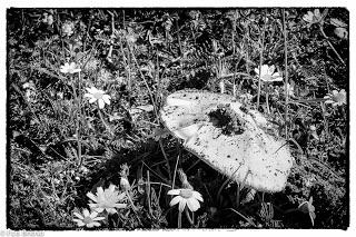 Dehesa de Villanueva