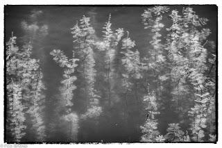 Dehesa de Villanueva