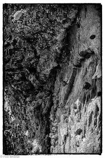 Dehesa de Villanueva