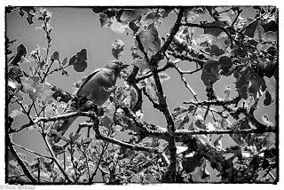 Dehesa de Villanueva