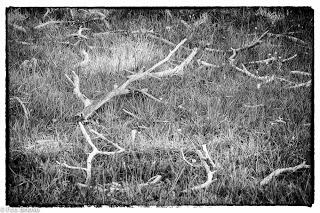 Dehesa de Villanueva