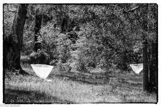 Dehesa de Villanueva