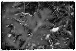 Dehesa de Villanueva