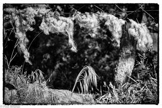 Dehesa de Villanueva