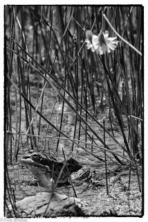 Dehesa de Villanueva