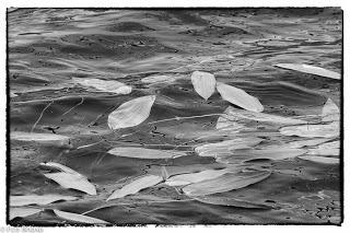 Dehesa de Villanueva