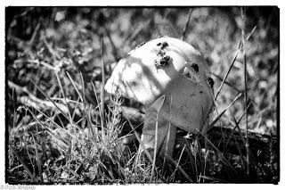 Dehesa de Villanueva