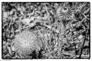 Dehesa de Villanueva