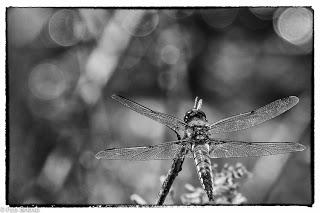 Dehesa de Villanueva