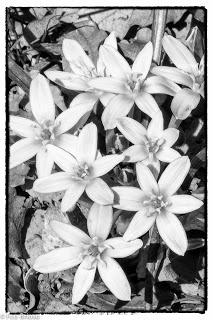 Dehesa de Villanueva