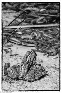 Dehesa de Villanueva