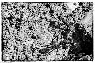 Dehesa de Villanueva