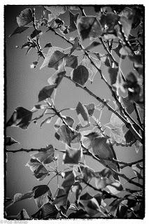 Dehesa de Villanueva