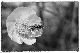 Dehesa de Villanueva