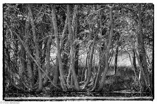 Dehesa de Villanueva