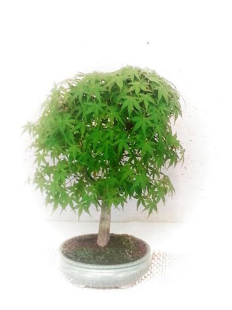 Androidografia Barakaldo CCLXXIV. Bonsais Androidografia Barakaldo 1374