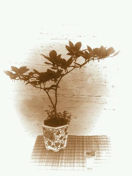 Androidografia Barakaldo CCLXXIV. Bonsais Androidografia Barakaldo 1375