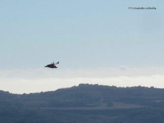 Buitre leonado, Sierra de Guara, Polidas chamineras